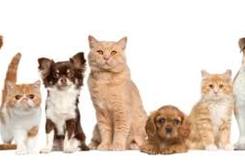 Centro de Recolha Oficial de Animais (Porto) Famaconcret