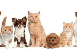 Centro de Recolha Oficial de Animais (Porto) Famaconcret